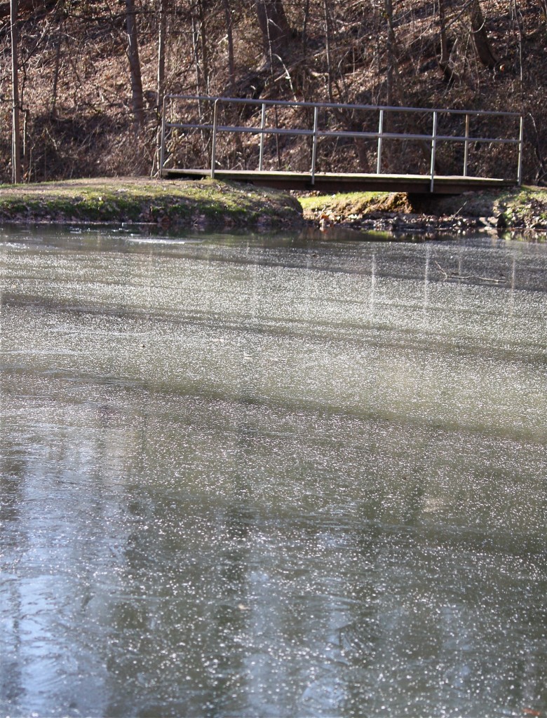 The pond’s ice was speckled with white | Friends of Glen Providence Park