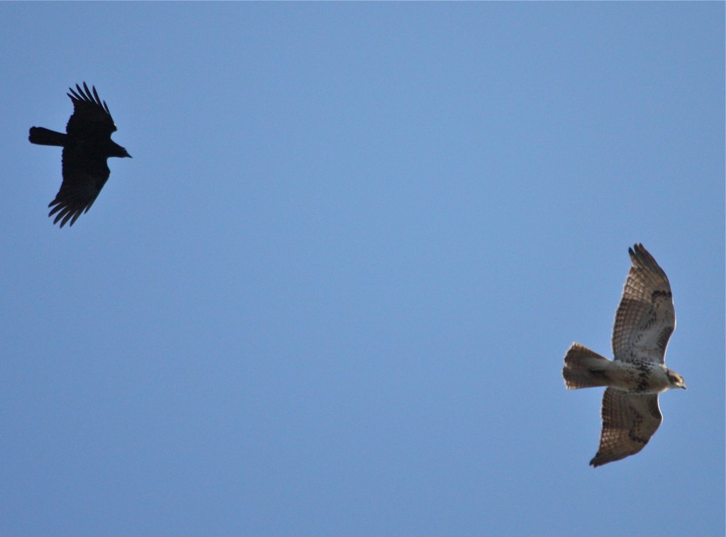 American Crow & Red-tailed Hawk | Friends of Glen Providence Park