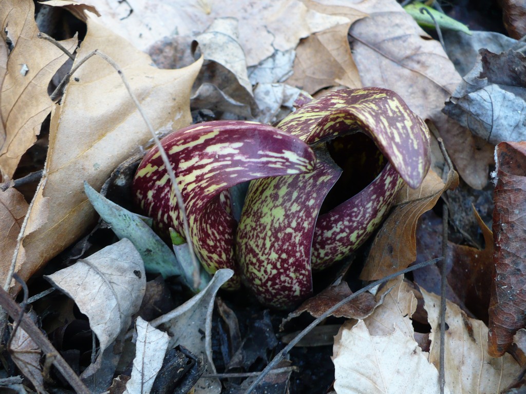 Skunk Cabbage in January by M.H. Andrews Holmes | Friends of Glen