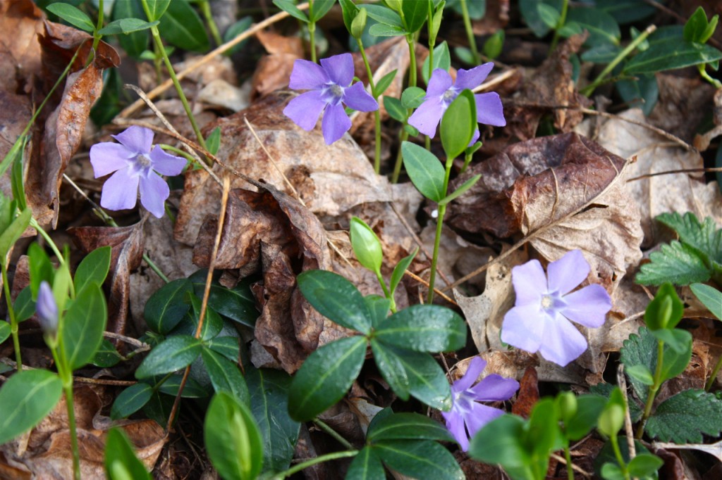 Invasive Periwinkle | Friends of Glen Providence Park