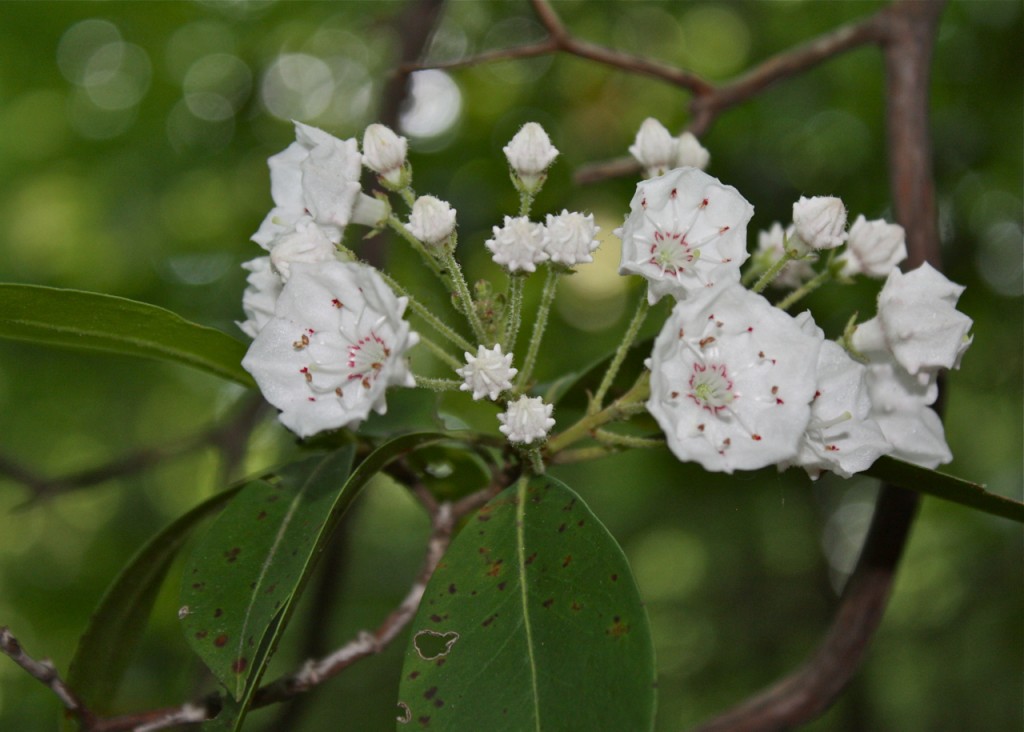 Mountain Laurel in bloom Friends of Glen Providence Park