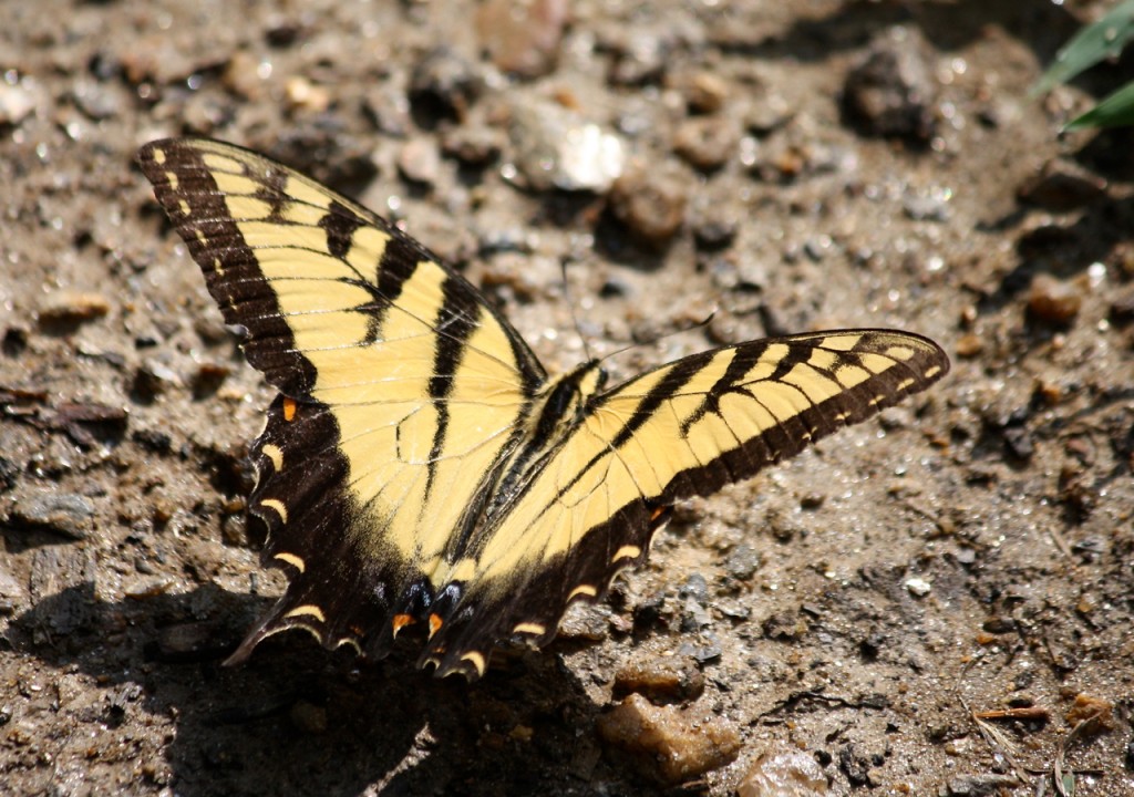 Eastern Tiger Swallowtail | Friends of Glen Providence Park