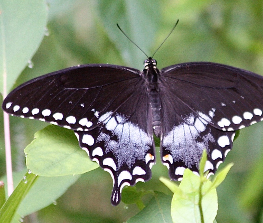 Spicebush Swallowtail | Friends of Glen Providence Park