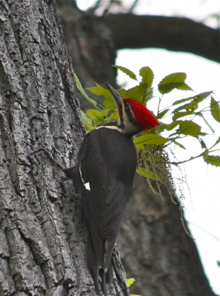 Pileated Woodpecker | Friends of Glen Providence Park