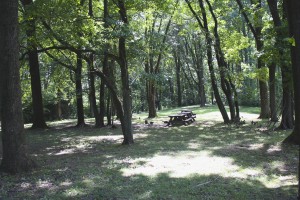 A lovely shaded picnic spot!