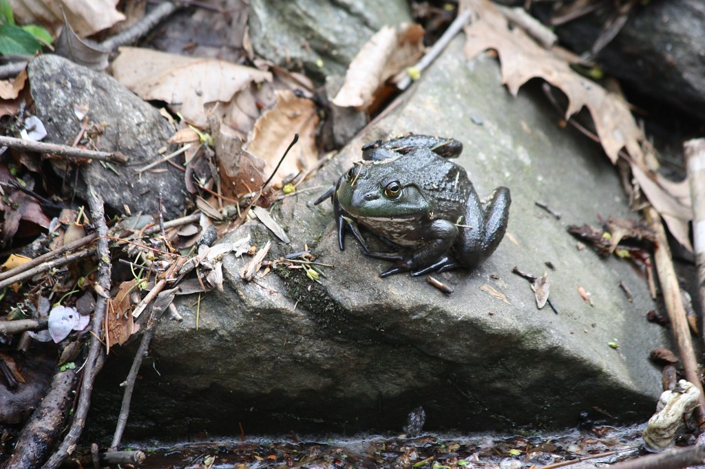 American Bullfrog Friends of Glen Providence Park