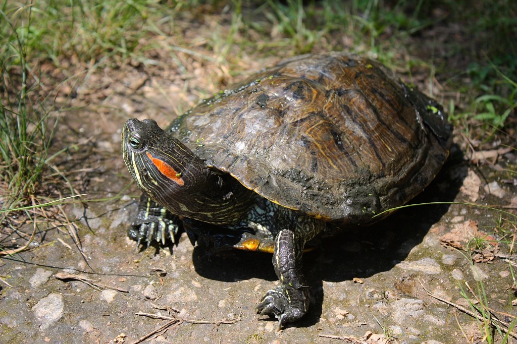 Red-eared Slider | Friends of Glen Providence Park