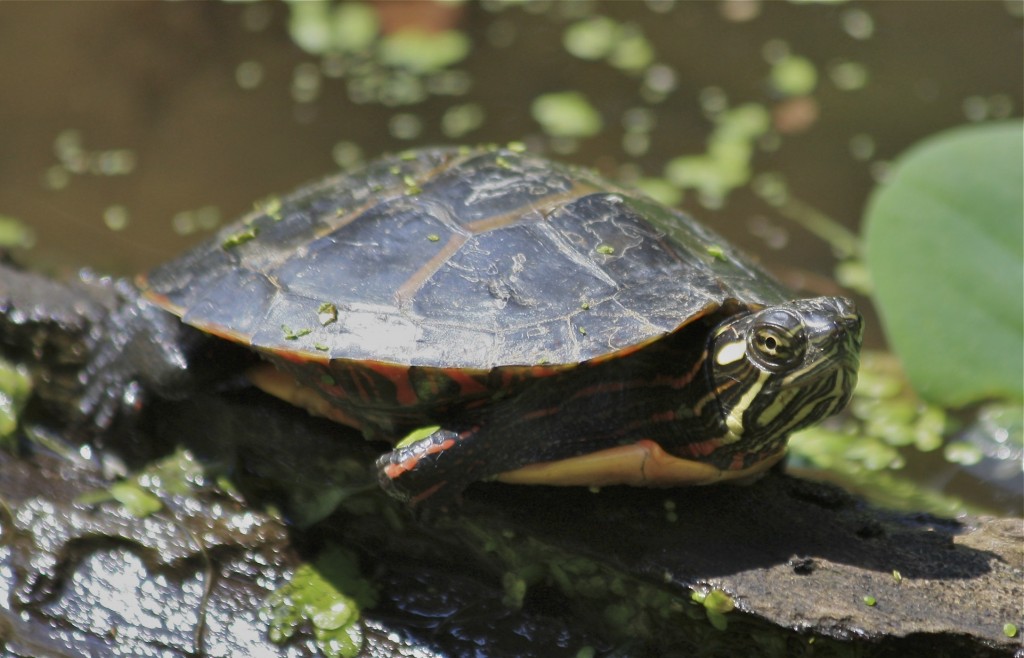 Painted Turtle | Friends of Glen Providence Park