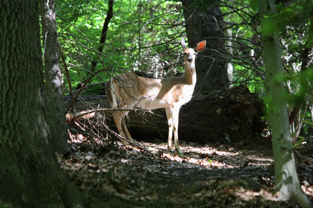 White-tailed deer 5-20-2014 | Friends of Glen Providence Park