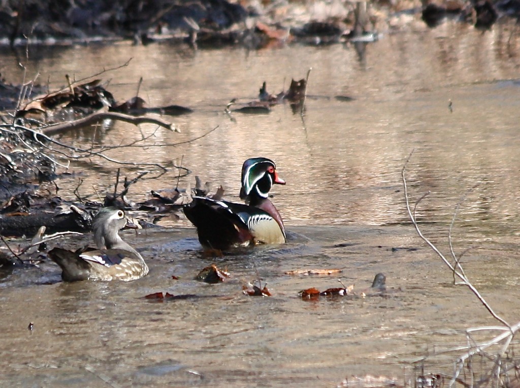 4/1 Wood Ducks Friends of Glen Providence Park