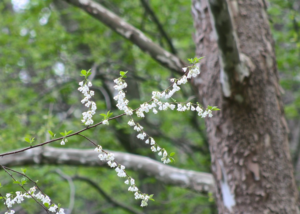 Silverbell | Friends of Glen Providence Park