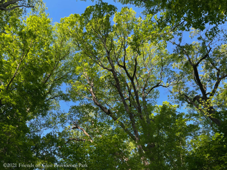 Spring Bird Walk List 2021 | Friends of Glen Providence Park