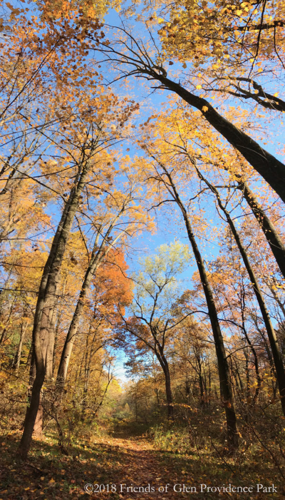 Fall Forest Walk [email registration required] @ Glen Providence Park - main entrance